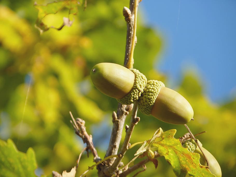 Acorn, Fruit, Tree, Oak, oak fruit, german oak, autumn, green HD wallpaper