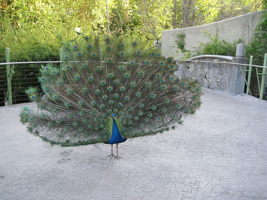 peacock, bird, feathers, tail, zoo, nature, blue, wildlife HD wallpaper