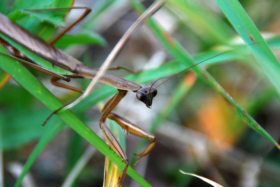 mantis, predator, insect, bug, animal, carnivore, invertebrate HD wallpaper