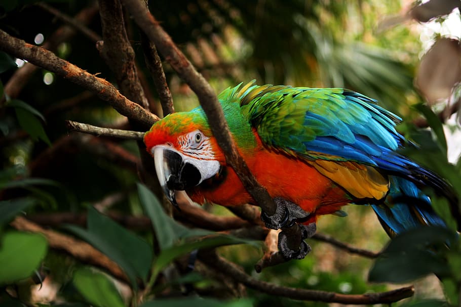 green, orange, and blue bird on tree, parrot, macaw, feathers HD wallpaper