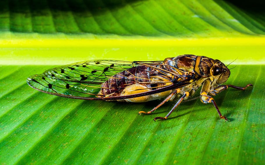 Insect, Whopper, Close, new insect, nature, animal, macro, green Color HD wallpaper