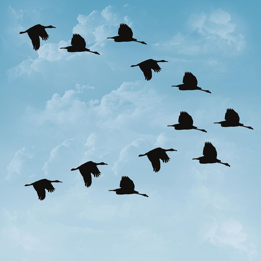 ducks, birds, sky, feathers, animal, nature, pond, fauna, river HD wallpaper