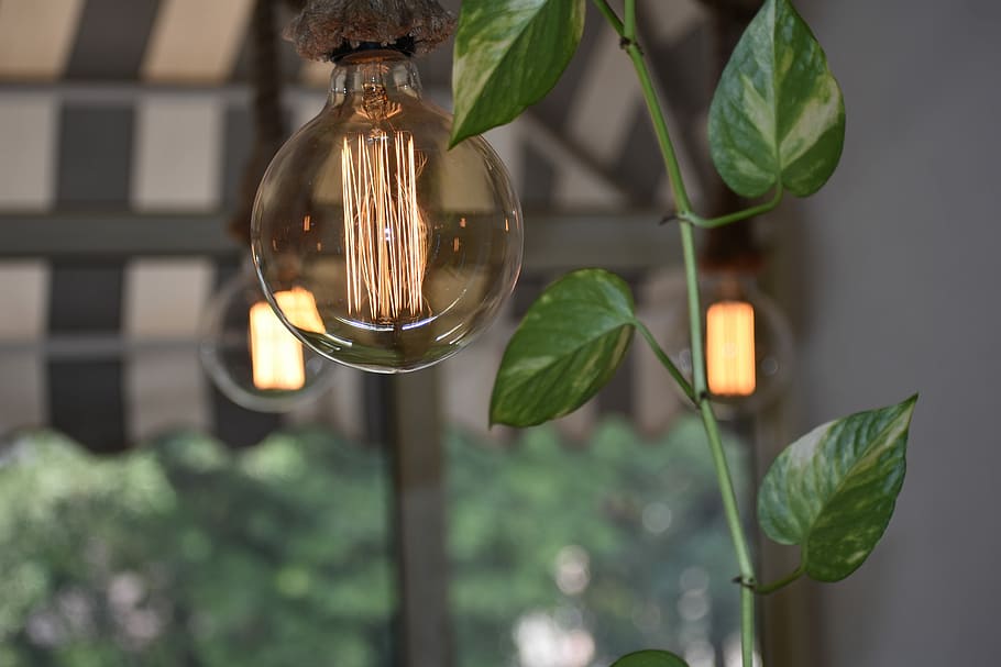 Daylight, selective focus photography of green leafed plant, lightbulb HD wallpaper