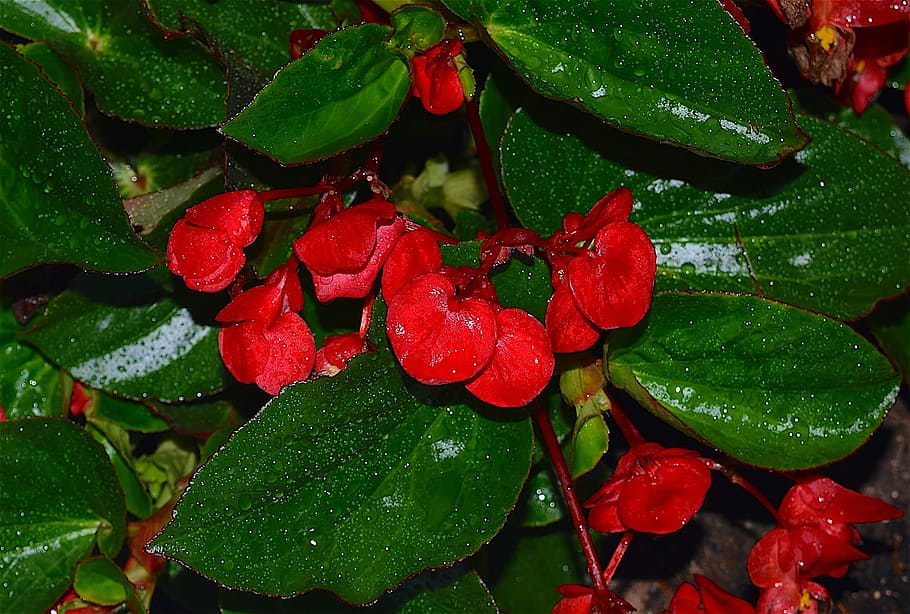 flower, red, rain, dew, fresh, nature, plant, leaf, green, summer HD wallpaper
