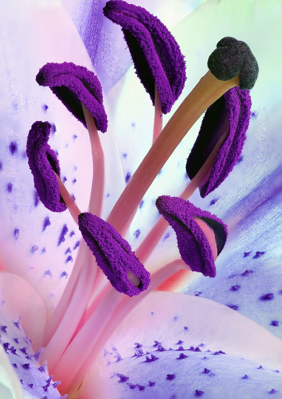 Purple Pollen Flowers, bloom, blossom, close-up, detail, flora