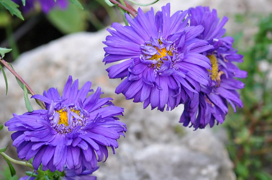 flower, nature, macro, flowering plant, vulnerability, fragility HD wallpaper