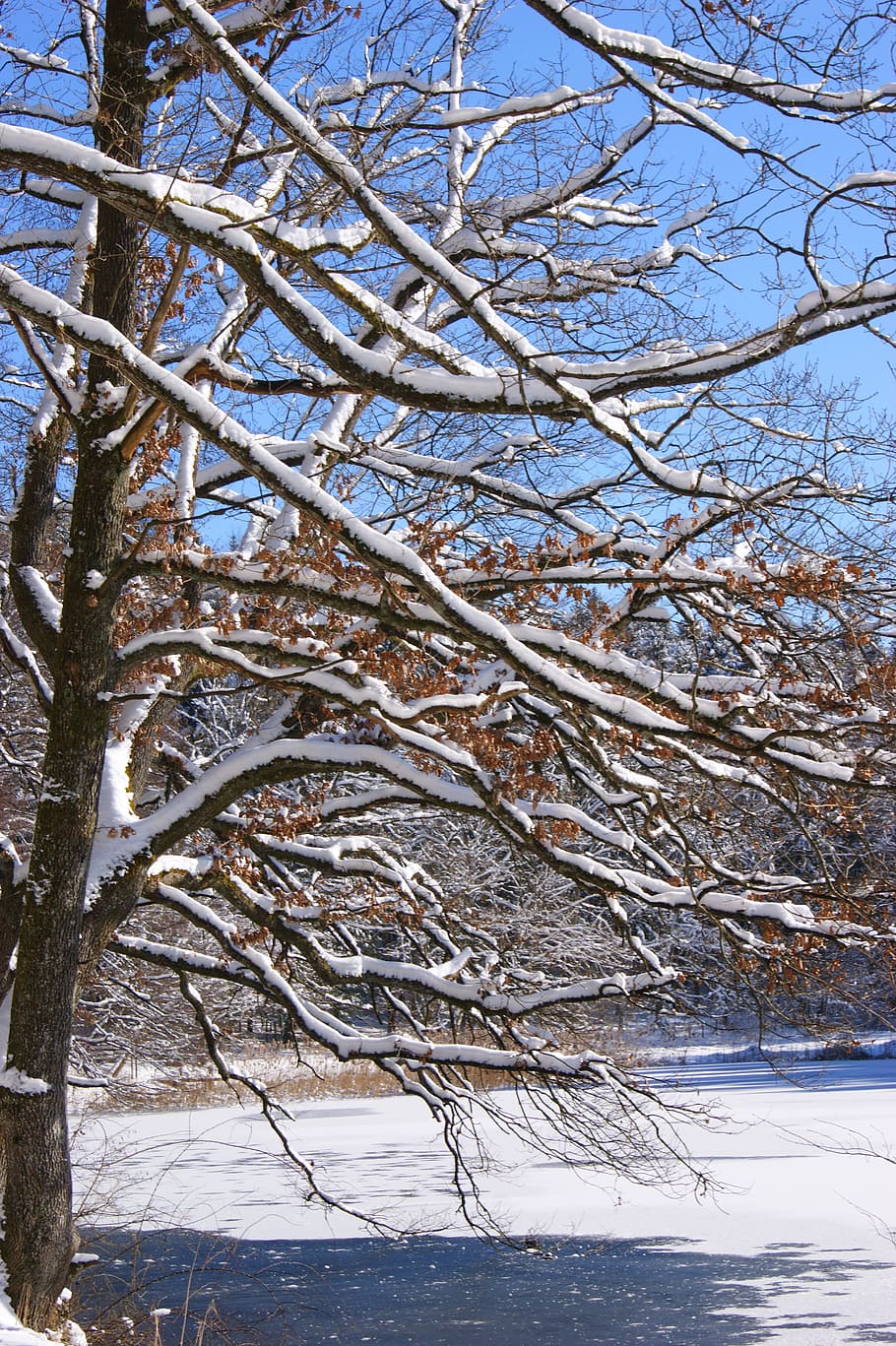 Sky, Blue, Snow, Tree, Winter, trees, cold temperature, nature HD wallpaper