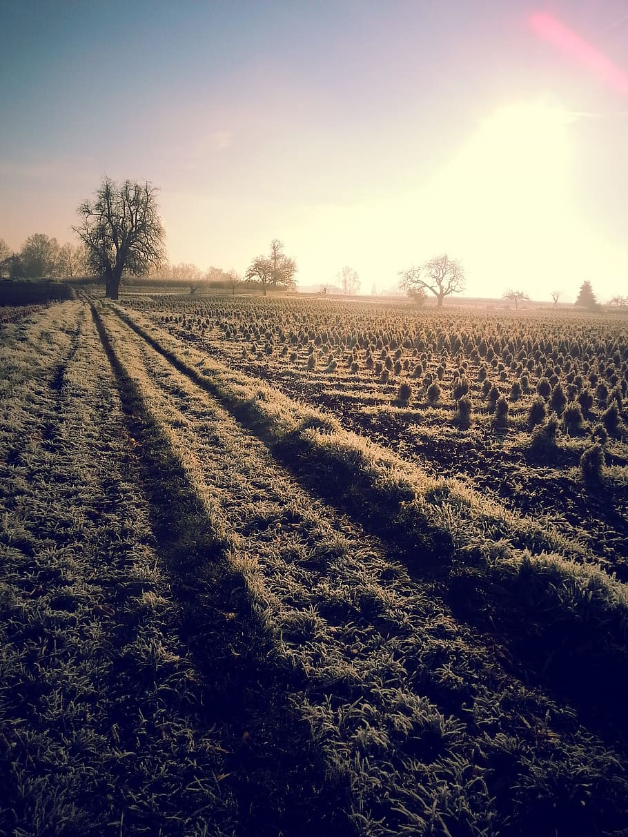 nature, landscape, winter, field, sky, plant, environment, tranquil scene HD wallpaper