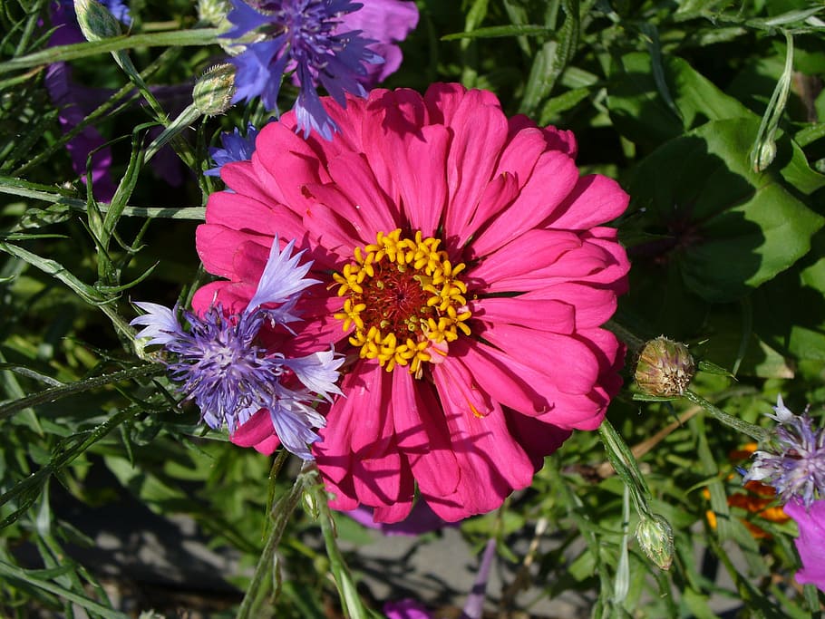 Flower, Foliage, Desktop, nature, plant, summer, daisy, close-up HD wallpaper
