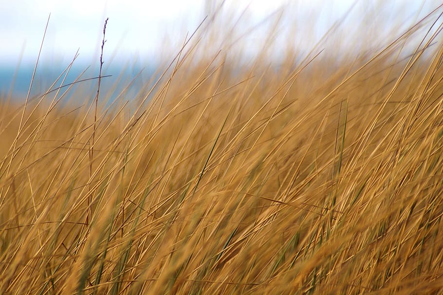 grass, dune, sea, closeup, cereal plant, agriculture, landscape HD wallpaper