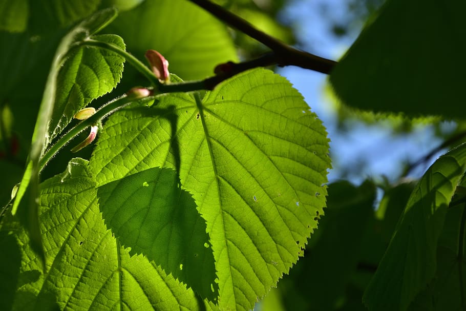 lime, nature, foliage, branch, tree, shadow, leaf, plant part HD wallpaper