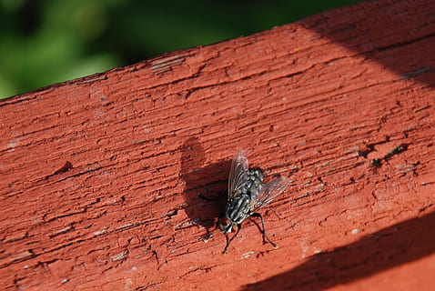 Housefly, Insect, Bug, Flight, nature, animal, wing, wildlife HD wallpaper