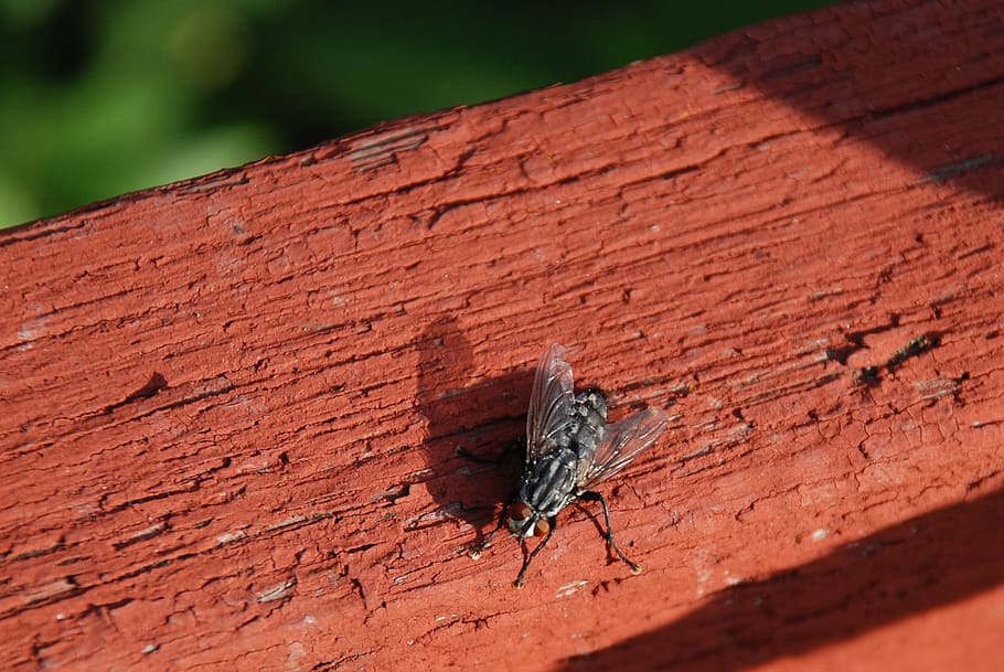 Housefly, Insect, Bug, Flight, nature, animal, wing, wildlife HD wallpaper