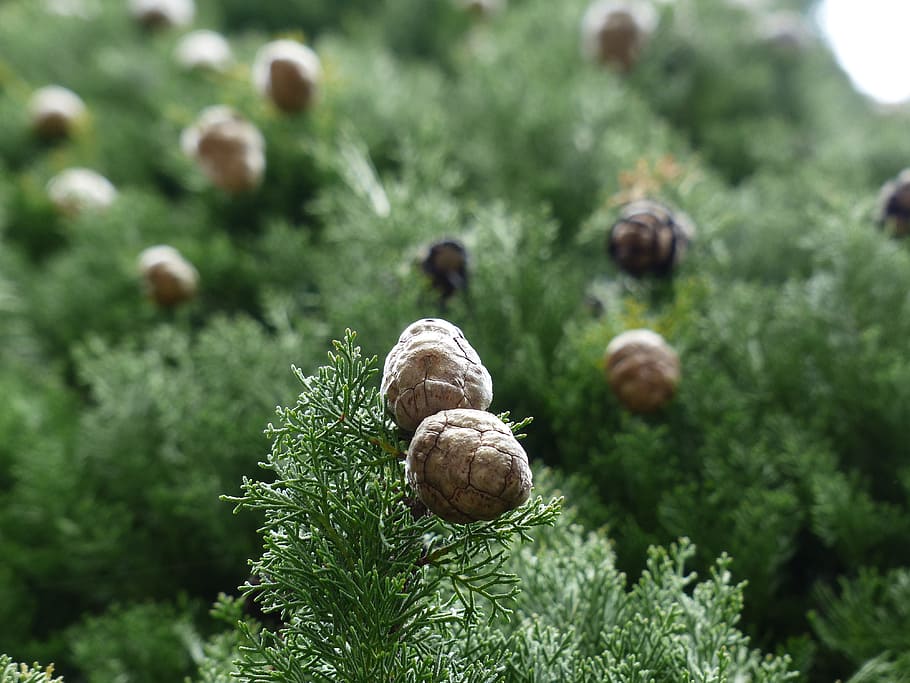 Cypress, Cone, Cupressus, cypress cone, cypress under glass, HD wallpaper