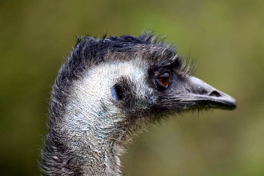 emu, flightless bird, head, animal, animal themes, one animal HD wallpaper