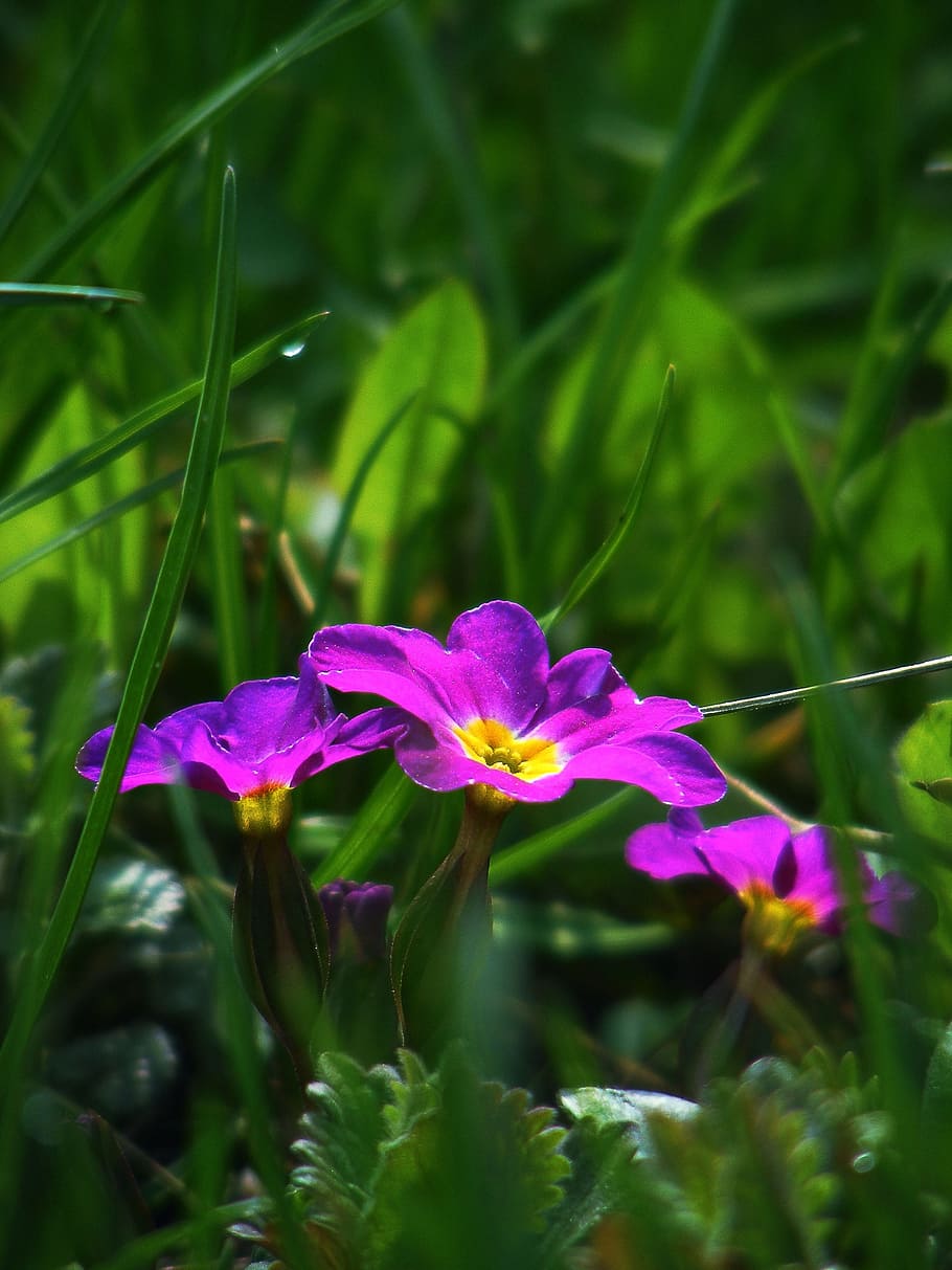 Primrose, Spring, Flower, Purple, spring flower, nature, growth HD wallpaper