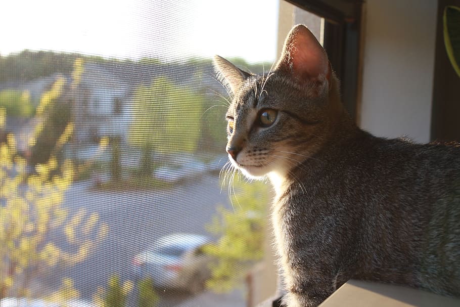 cat, pet, one animal, animal themes, domestic, domestic animals HD wallpaper