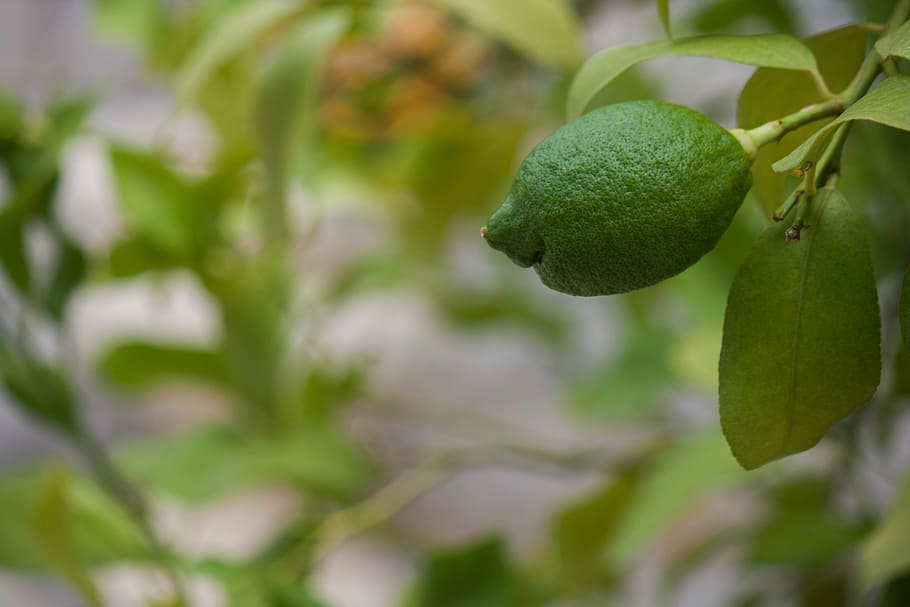 Vitamins, Lemon Tree, green, fruit, citrus, healthy, sour, vitamin c HD wallpaper