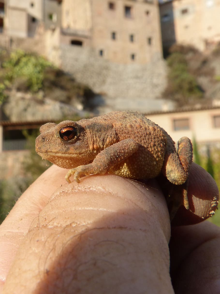 toad, sapito, batrachian, hand, breeding, bufo bufo, rough skin HD wallpaper