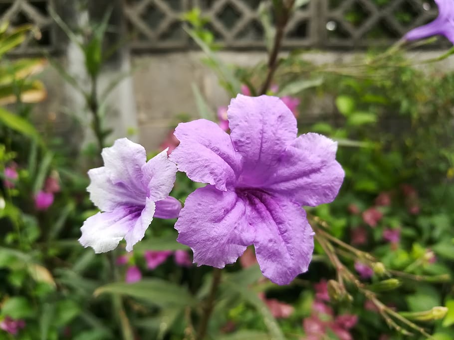 flowers, purple, flowering plant, beauty in nature, freshness HD wallpaper