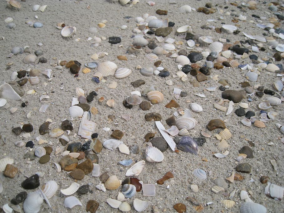 Seashells, Sol, Holiday, summer, water edge, sandy beach, danish beach HD wallpaper