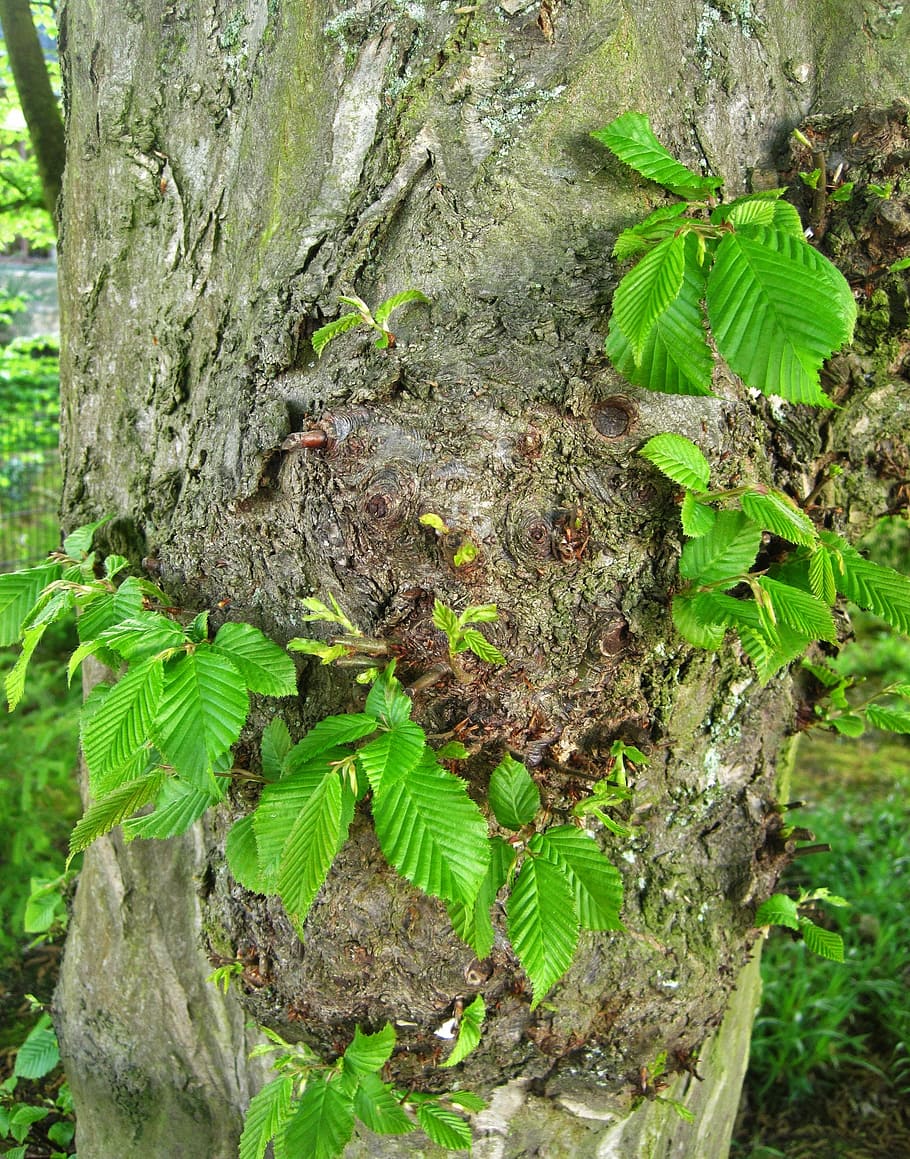 Spring, Beech, Shoots, Log, young leaves, booking master, lenz HD wallpaper