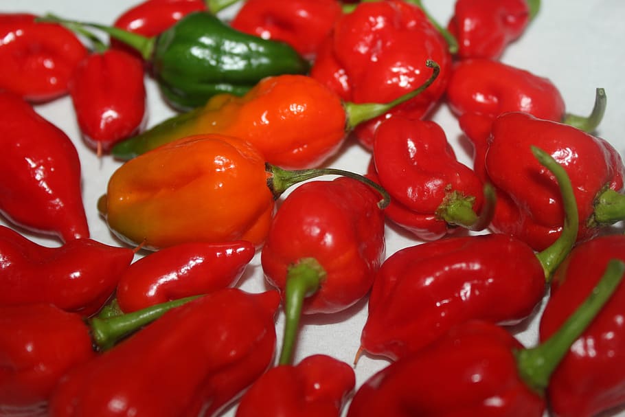 peppers, red, chilli, orange, food and drink, vegetable, freshness HD wallpaper