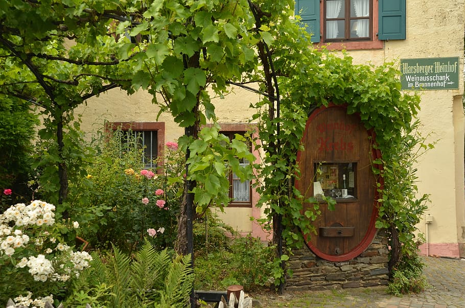 garden, grape, barrel, wine, plant, flower, neumagen-dhron HD wallpaper
