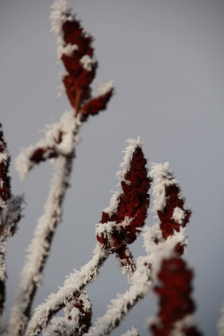 hoarfrost, winter, plant, ice cold, eiskristalle, frosty, icebox, HD wallpaper
