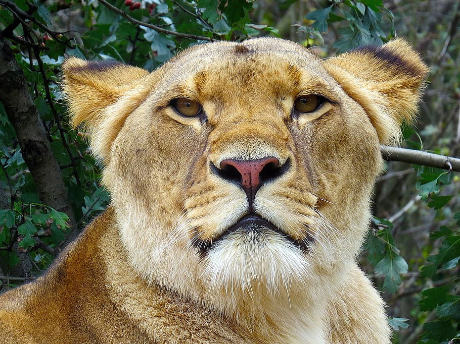 lioness under green leaf, cat, public record, predator, zoo HD wallpaper