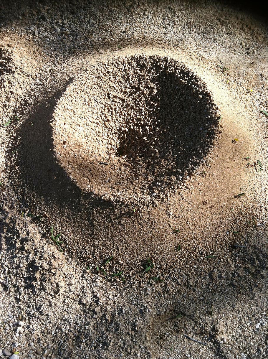 ants, circle, nature, insect, bug, biology, creature, shape HD wallpaper