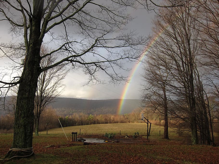 rainbow, trees, after the rain, plant, sky, bare tree, tranquility HD wallpaper