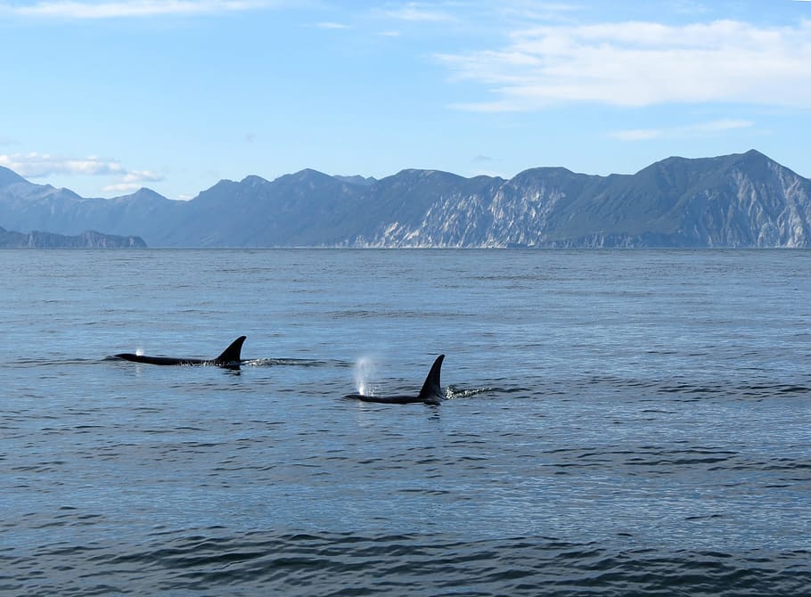 orcas, fish, ocean, undersea world, water, a flock of, predator HD wallpaper