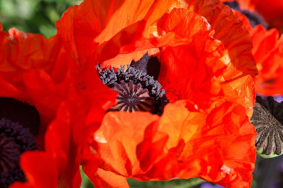 poppy, red, spring, close up, flowering plant, freshness, close-up HD wallpaper