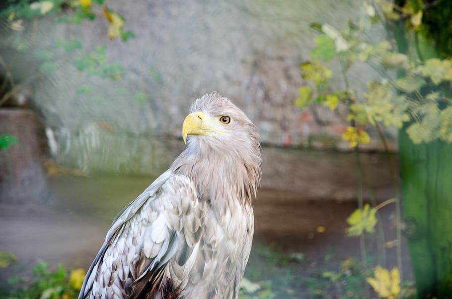 bird, animal, eagle, animal themes, one animal, vertebrate HD wallpaper
