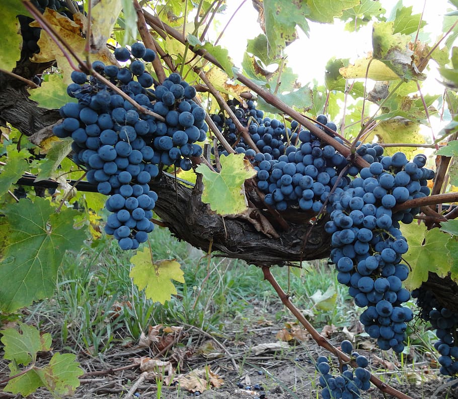 cluster of blueberries, grape, grapes, vine, wine, vineyard HD wallpaper