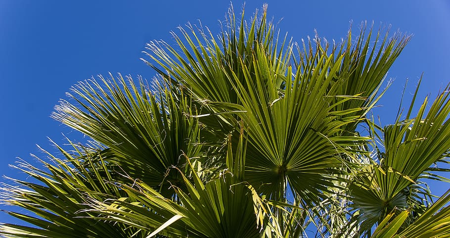 low angle of fan palm tree, fronds, leaf, green, foliage, pattern HD wallpaper