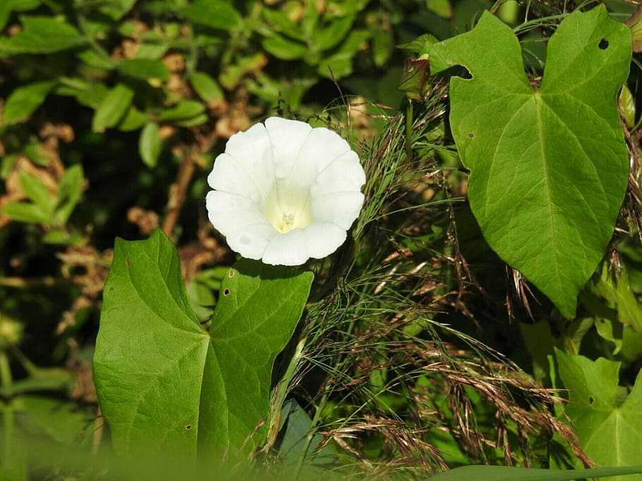 bindweed, white, blossom, bloom, plant, flower, growth, beauty in nature HD wallpaper