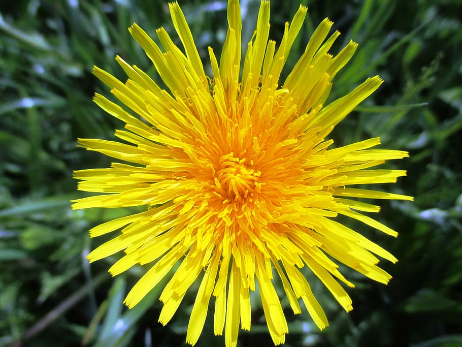 dandelion, flower, spring, nature, flora, yellow, flowering plant HD wallpaper