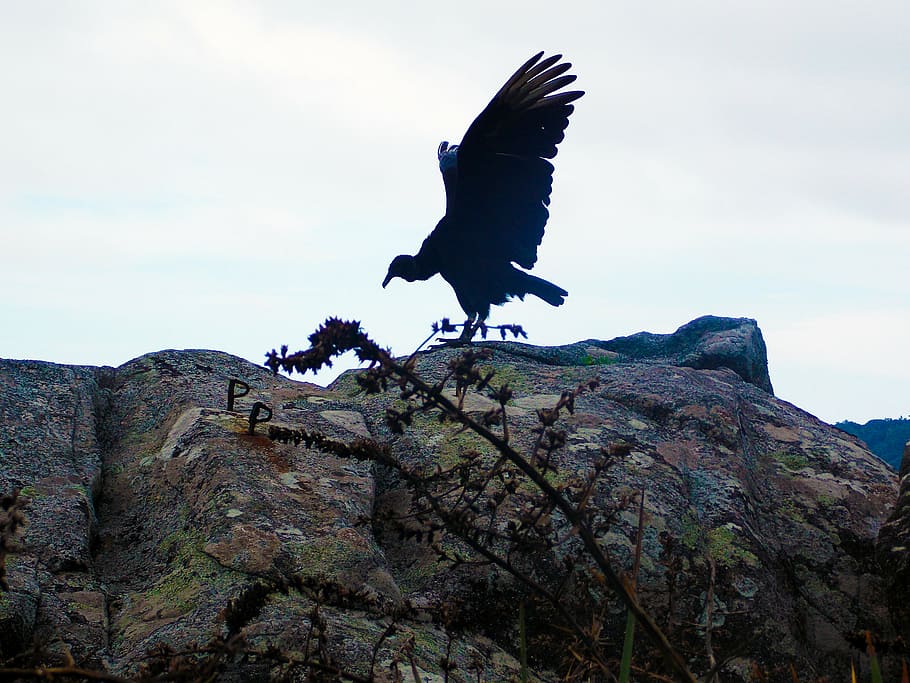 vulture, black bird, forest, animal themes, rock, animals in the wild HD wallpaper