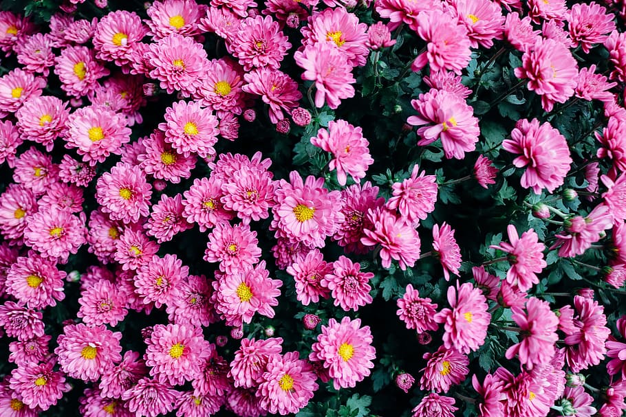 pink daisy flower, flowers, purple, flora, texture, nature, floral, HD wallpaper