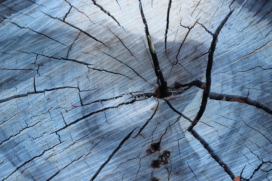 trunk, tree, wood, textured, wood - material, close-up, full frame HD wallpaper