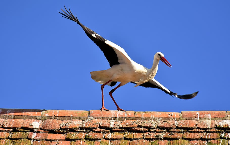 white and black bird on concrete surface during daytime, stork HD wallpaper