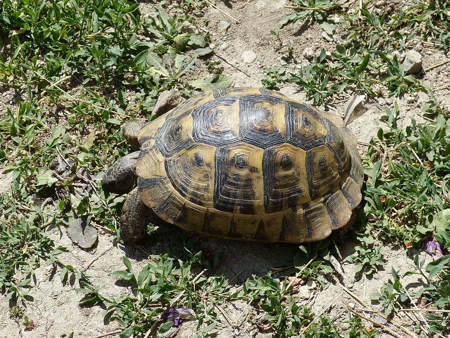 Turtle, Animal, Grass, Panzer, Meadow, slowly, reptile, tortoise HD wallpaper
