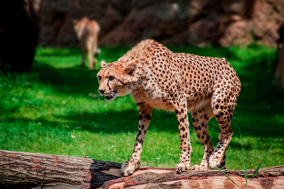 brown and black cheetah standing on tree trunk, zoo, leopard HD wallpaper