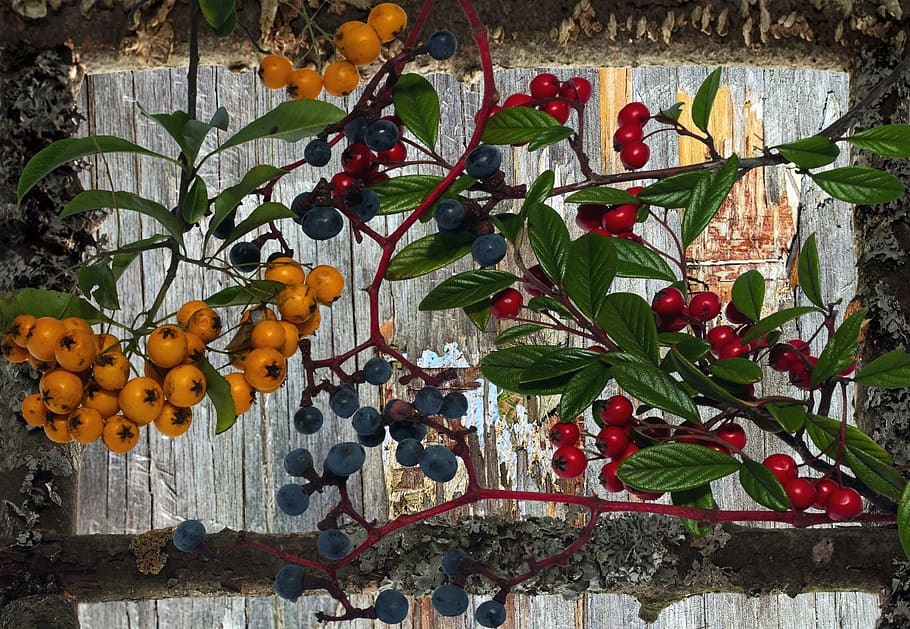 wood, background, berries, texture, healthy eating, fruit, food HD wallpaper