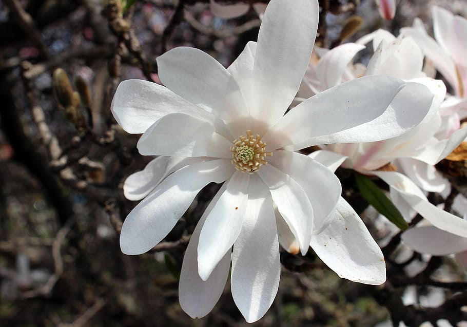 Flower, White, Cold, Branches, flowers, macro, plant, color HD wallpaper