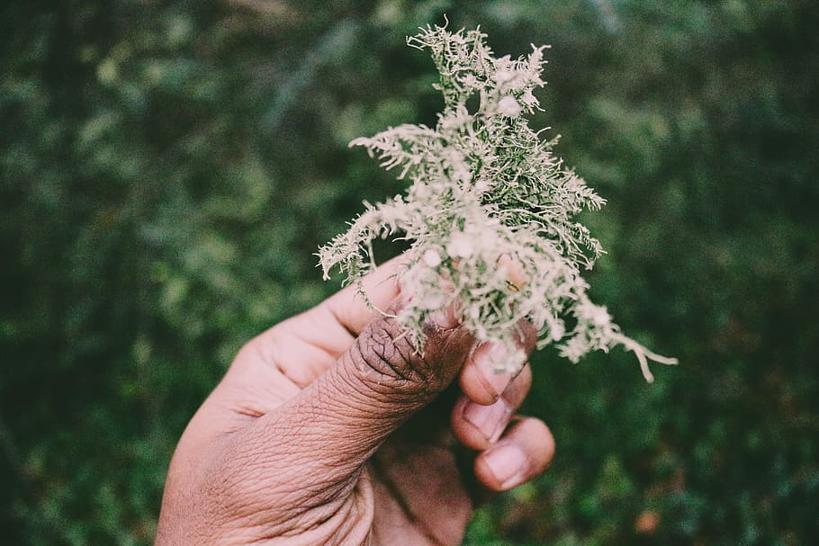 selective focus photography of person holding green foliage, person holding green leaf shallow focus photography HD wallpaper