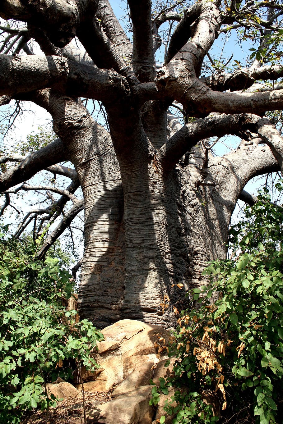 Baobab, Tree, Africa, plant, tree trunk, day, nature, no people HD wallpaper