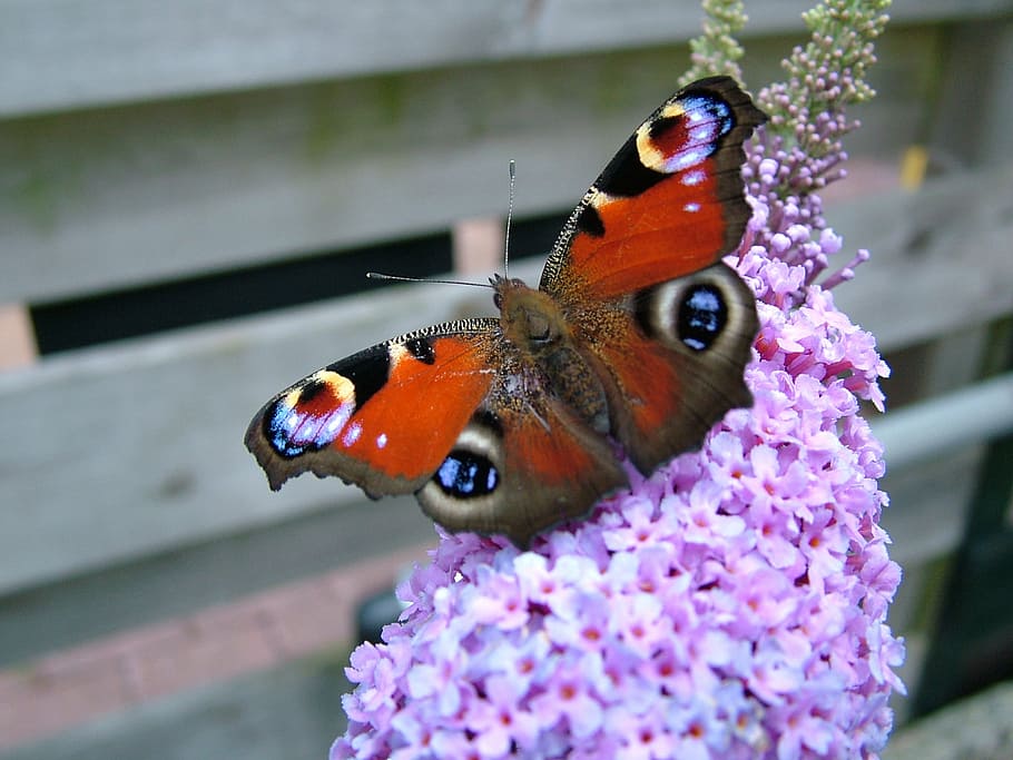 butterfly, peacock, flower, bug, animal, butterfly plant, flowering plant HD wallpaper